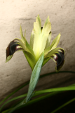 Iris tuberosa RCP3-09 065.jpg